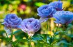Cloud Farm Hybrid Blue Rose Plant - 200 mm CF8007611