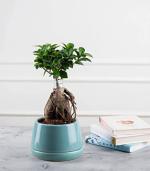Nurturing Green Live Ficus Grafted Bonsai Plant In Teal Pot For Home And Garden Decoration