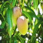 Kapebonavista Live Himsagar Mango/Aam Fruit Plant - Healthy Live Plant