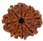 Feeltouchmart Brown Wood 7 Mukhi Nepal Rudraksha Hgj00-1001-2314