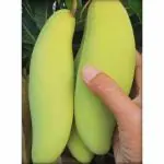 Cloud Farm Mango Plant Hybrid Thai Banana Shaped Mango Grafted Healthy Plant. CF_1035