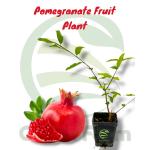 Cloud Farm Rare Turkey Giant Pomegranate Plant, Pack Of 1,SCF_260