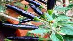 PLATONE Black Hot Chilli Seeds - long Variety(Pack Of1000 Seeds)