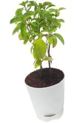 BAGICHO Mint/Kapoor Tulsi/Basil Live Plant With Self Watering Pot, Pot Height: 4 inch Plant Height: 15-20cm
