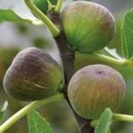 Oxygreenplant Common Fig,Anjeer fruit plant