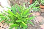 Plantzoin Thai ginger Bara-kulanjan Alpinia galangal Agaru bacha Live Plant