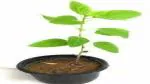 Platone Tulsi Plant Shyama Tulshi Plant