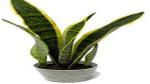 Corofitam Snake Plant IIO9-Snake plant