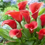 PARYAVARAAN Zantedeschia Calla Lily Flower Bulbs 100% Imported Rare Variety For All Season Home Gardening Planting (Pack Of 5 ) Red Colour