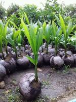 Earth Angels Coconut PlantNarkel PlantCOCONUT PLANT/ COCONUT TREE/ NARIAL/NARKEL PLANT / PEDH LIVE