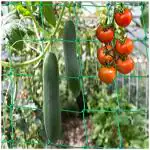Jaliwale (6Feet X 3Feet 18Ply) Plant Climbing Net & Creeper Net for Gardening Netting Green Colour
