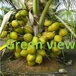 Green view Coconut Fruit Plant Dwarf Variety/Coconut Tree Plant - 1 Healthy Coconut Fruit Plant 1.5-2 ft Hight in Nursery Grow Bag for Home Garden