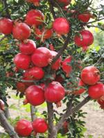 PLATONE Pomegranate Plant (Hybrid, Pack Of 1)