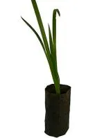 ADITYA GREEN PLANTS AGP Green Vekhand Acorus Calamus Medicinal Ayurvedic Live Plant