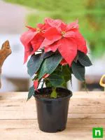 PLATONE Poinsettia Plant (Hybrid, Pack Of 1)