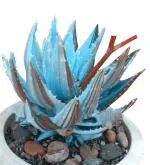 Futaba Rare Blue Cactus Succulent Seeds - 50 Pieces