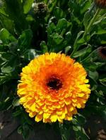 XOLDA Calendula flower Seed (27 per packet)