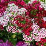 Rosemary Organic Sweet Williams Seed 50 Per Packet