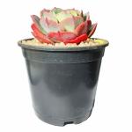 MVM e-comerce Live Succulent Plants Echeveria Atlantis