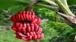 Platone Banana Plant Red Banana Fruit Plant A