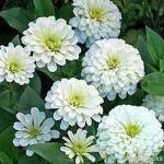 PARYAVARAAN White Zinnia Flower Seeds (Multicolour, Pack of 50)