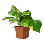 GREEN LINE Live Money Plant Indoor Live Plants for Home Office 1 Plant