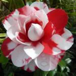 Online Plant Bazar Multicolor Camellia Flower Live Plant-C04M