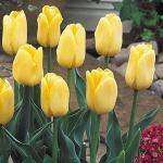Plantogallery Tulip Bol Royal Honey Flower Bulb (Pack Of 10) (Yellow) | Outdoor Decor| Lawn and Garden| Garden| | Home Accessory| Home Decors| Lawn Accessory| Garending Accessory| Tulip Bol Royal Honey Flower Bulb|