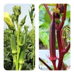 JIGNISHA SEEDS Red And Green Ladyfinger Seeds For All Season Pack Of 40