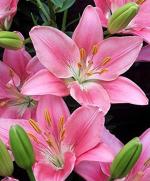 Plantogallery Green Aiatic Lily Flower Bulb (Pack Of 20) (Pink) | Outdoor Decor| Lawn and Garden| Garden| | Home Accessory| Home Decors| Lawn Accessory| Garending Accessory| Aiatic Lily Flower Bulb|