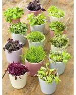 Afflorance Organic Gardening 15 Verities Microgreens Seeds