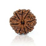 Feel Touch Mart 8 Mukhi Rudraksha Nepal Bead by Lab Certified