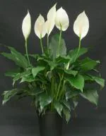 PLATONE Peace Lily Plant (Hybrid, Pack Of 1)