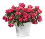 Online Plant Bazar Red Azalea Flower Live Plant-B07