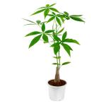 PHULWA Natural Live Money Tree Pachira Plant With White Pot