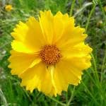 Green India Coreopsis flower Seed