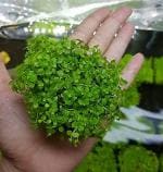 Monte Carlo Plant - Aquatic Live Plant for Planted Aquarium (Mat/Portion for Foreground Plantation) (Medium - 3inch x 3.5inch)