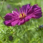 M-Tech Gardens Rare Hybrid Cosmos 
