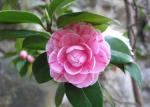 Cloud Farm Hybrid and Pink Camellia Rose Plant - 200 mm CF073
