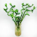 Priyathams Goodluck Spiral Lucky Bamboo Plant Seed (Pack Of 40)