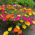 PLATONE Portulaca Plant_portulavca plant nkn(x158