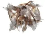 Craftlove White, Brown Feather Designer Craft Feathers (Pack Of 10)