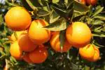 Online Plant Bazar Orange Vietnam Yellow Malta Mousambi Sweet Lemon All Time Variety Grafted Live Fruit Plant, 1.5 Ft To 2 Ft Height