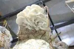 Corofitam Oyster Mushroom Spawn (3 Kgs)
