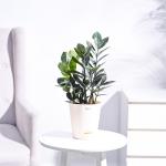 UGAOO Zamia ZZ Black Natural Live Indoor Plant with Pot - Medium