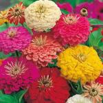 PARYAVARAAN Flower Seeds for Summer Season Zinnia 100 Seeds (Multicolour)