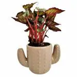 INDIAN FLORA : BEGONIA REX , Natural Live Plant , Elegant Ceramic Pot , Air Purifying , Home Decor ,