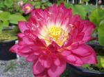 Indian Gardens Lotus Live Plant Rare Pretty Woman code 42