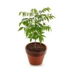 PARYAVARAAN Neem Herb Medicinal Outdoor Live Plant With Pot