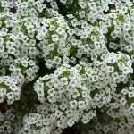 PARYAVARAAN Sweet Alyssum Flower Seeds Multicolor Winter Season Suitable For Home Gardening (50 Seeds Pack)